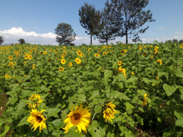 Teaching Farm - 2019