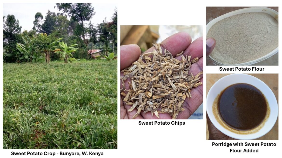 Sweet potato farm and value-added products in Bunyore, Western Kenya, demonstrating George Washington Carver value-added agriculture principles.