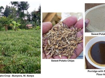 Sweet potato farm and value-added products in Bunyore, Western Kenya, demonstrating George Washington Carver value-added agriculture principles.